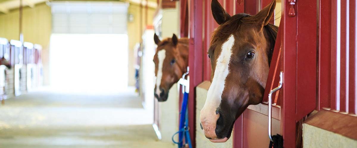 two horses sticking out their heads happy to see owners red stable dg ranch texas tx contact page cover